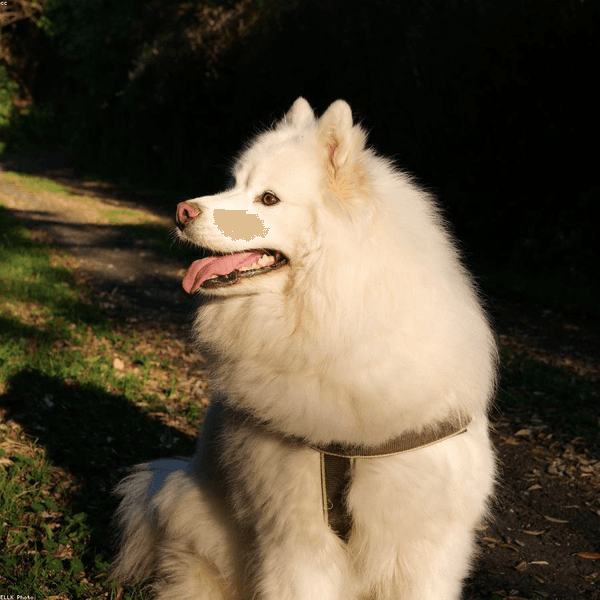 Pet feliz em passeio monitorado 1