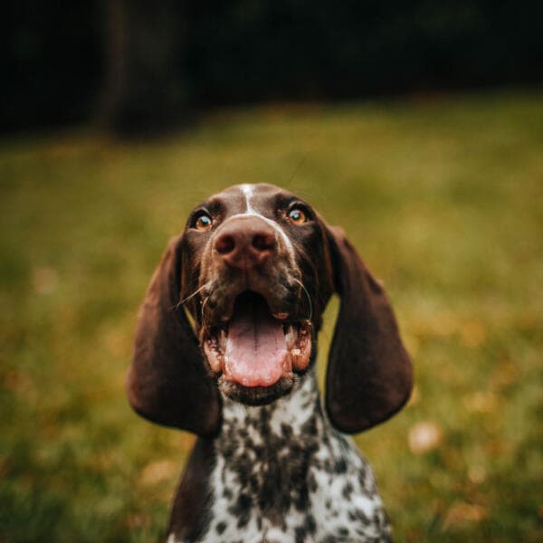 Pet feliz em passeio monitorado 2